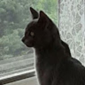 Meet your Posher, Golden